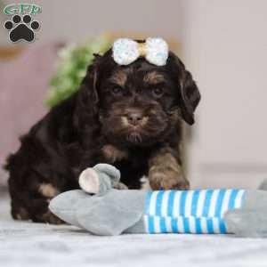 Lily, Cockapoo Puppy